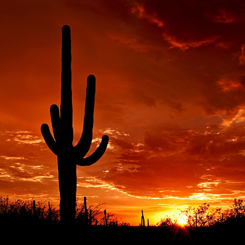 1200px-Saguaro_Sunset.jpg